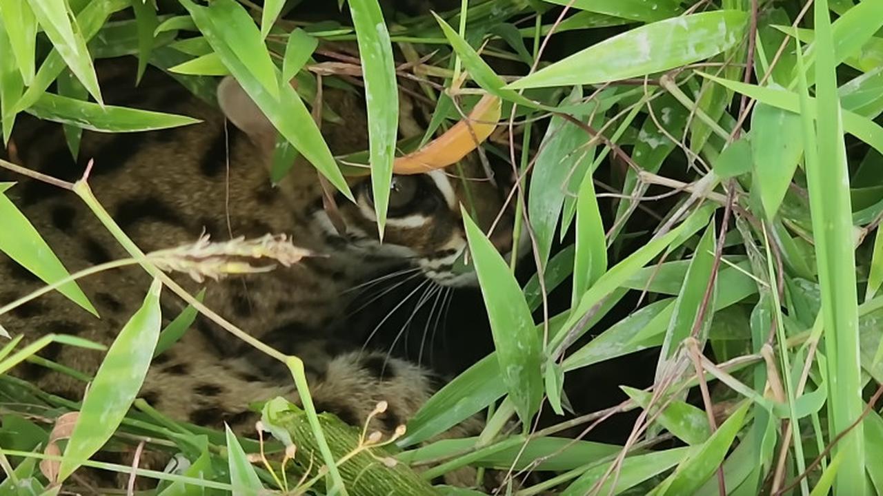 Macan Akar yang Dilindungi Undang-undang Ditemukan di Tengah Sawah