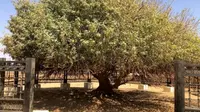 Potret pohon Sahabi, "sahabat" Rasulullah yang masih hidup hingga kini. (Sumber: YouTube/Sabeel Travels UK)