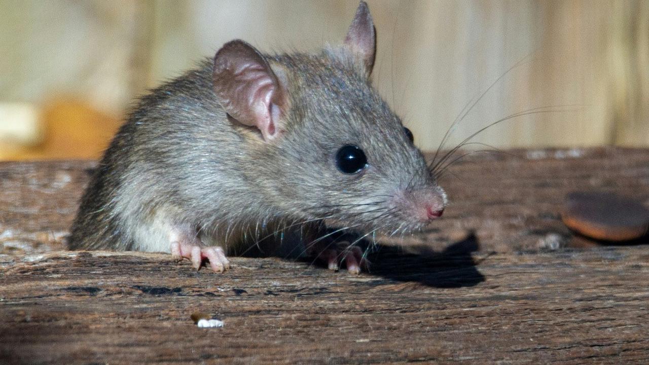 Ilustrasi Tikus