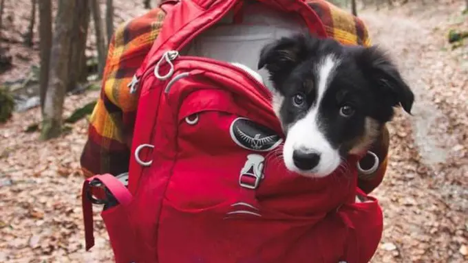 5 Alasan Kenapa Anjing adalah Teman Terbaik untuk Berkemah