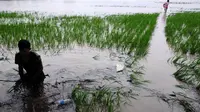 Tak hanya sawah, banjir juga merendam lebih dari 1.500 rumah warga (Bangun Santoso/Liputan6.com)