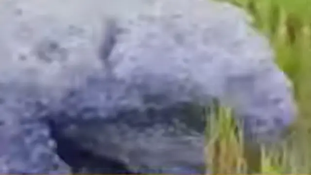 Gumpalan Hitam di Subang Bikin Heboh