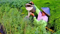 Petani green belt menyiram bibit tanaman kaliandra merah di area green house eco park kambang semi, untuk reklamasi lahan pascatambang SIG di Pabrik Tuban, Jawa Timur. (Liputan6.com/HO)