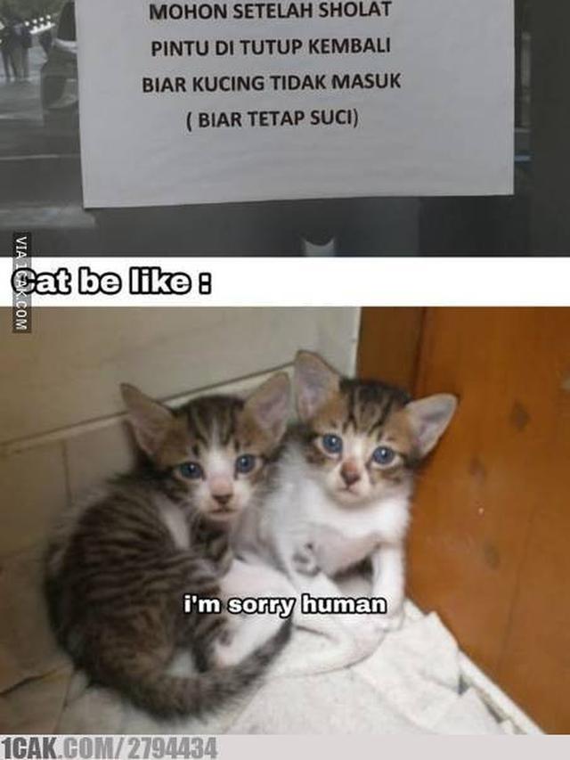 6 Imbauan Libatkan Kucing Ini Nyeleneh Banget, Bikin Heran