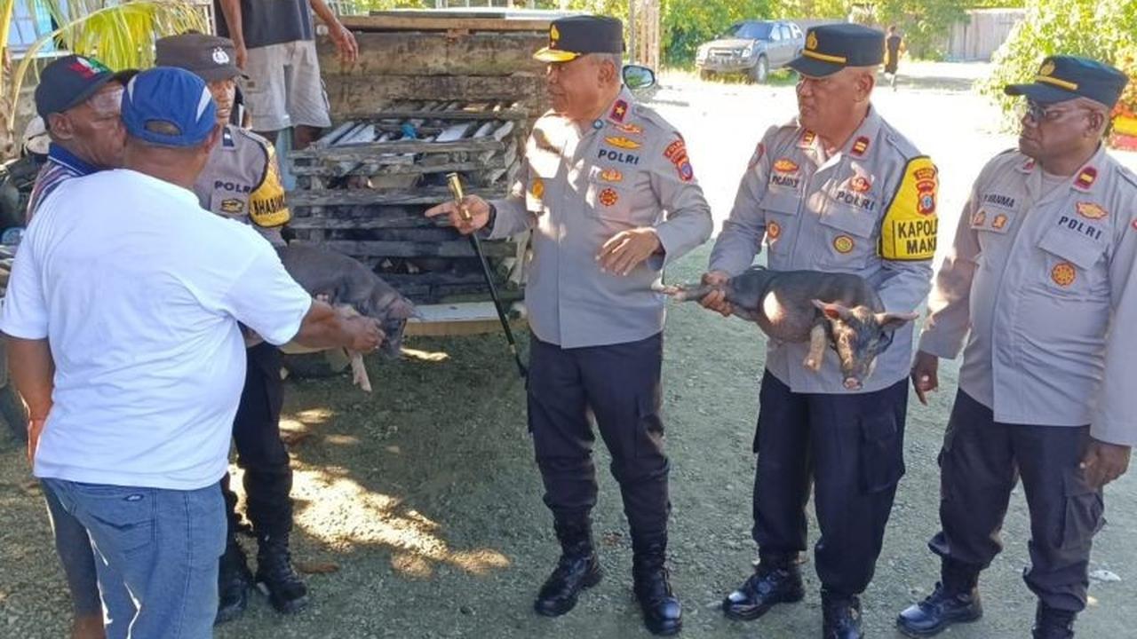 Polda Papua Tengah Tingkatkan Kesejahteraan Peternak Melalui Bantuan Bibit Babi