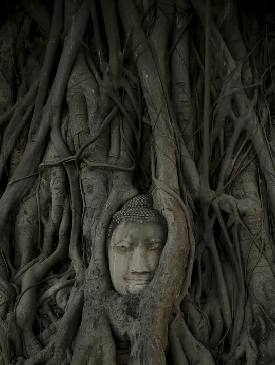 Wajah patung Buddha terlihat di antara akar pohon di kuil Wat Mahathat, Ayutthaya, Thailand Ayutthaya (25/12/2015). Patung kepala Buddha ini telah ada sejak Kerajaan Ayutthaya runtuh akhir abad ke-18. (REUTERS/Jorge Silva)