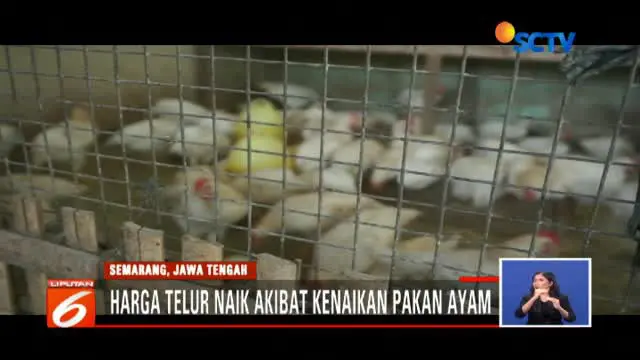 Lonjakan Harga Telur dan Ayam, Bikin Warga Beralih Konsumsi Ikan