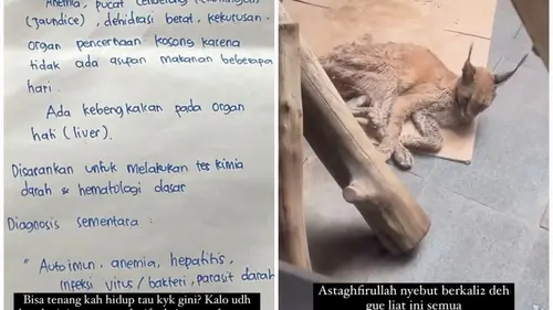 Klarifikasi Niko Al Hakim soal Dugaan Menelantarkan Kucing Caracalnya  hingga Kurus dan Berpenyakit - ShowBiz Liputan6.com