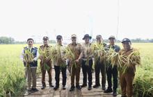Cetak Sawah Rakyat Kalteng 21 Ribu Hektare, Langkah Nyata Menuju Lumbung Pangan Nasional