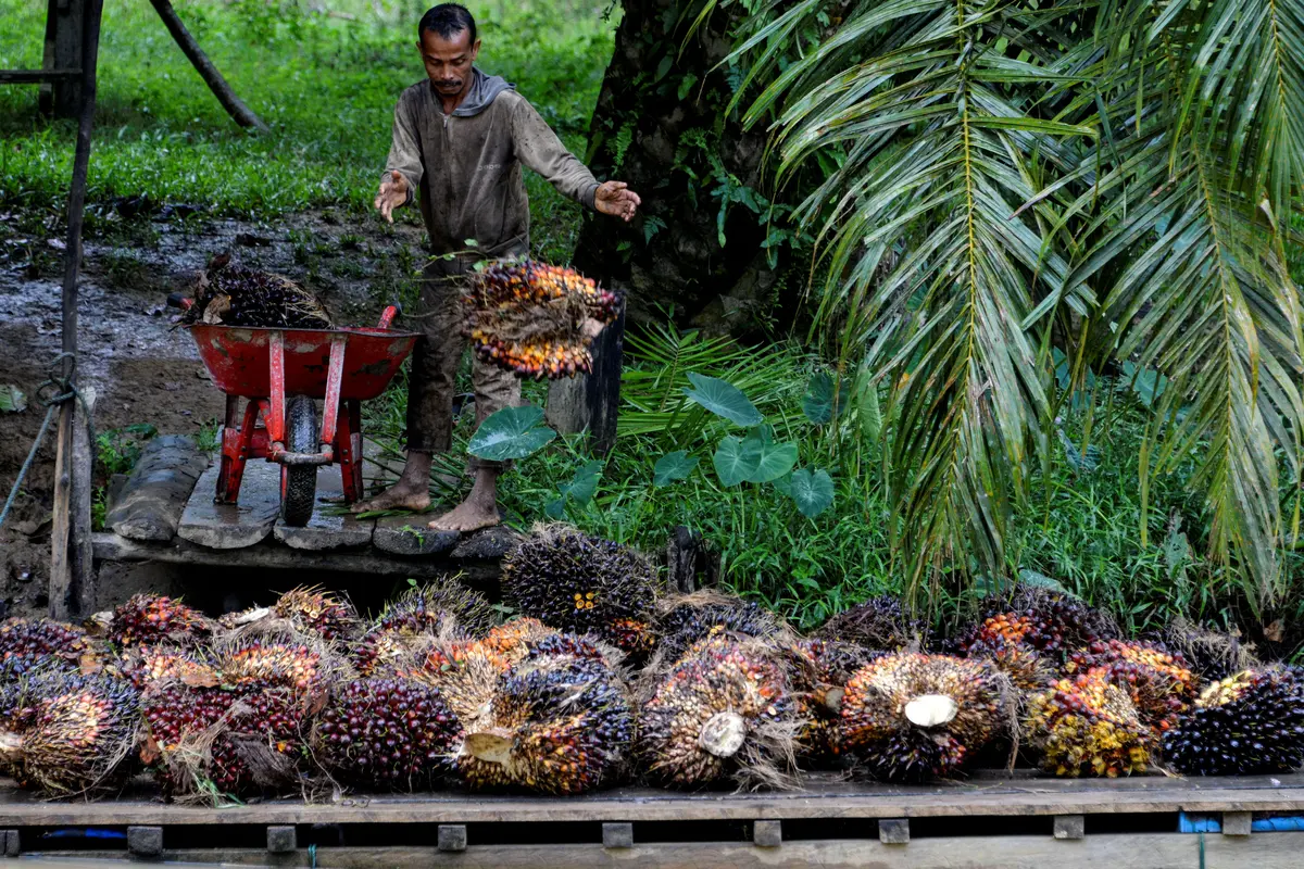 Potret Pekerja Perkebunan Kelapa Sawit di Aceh