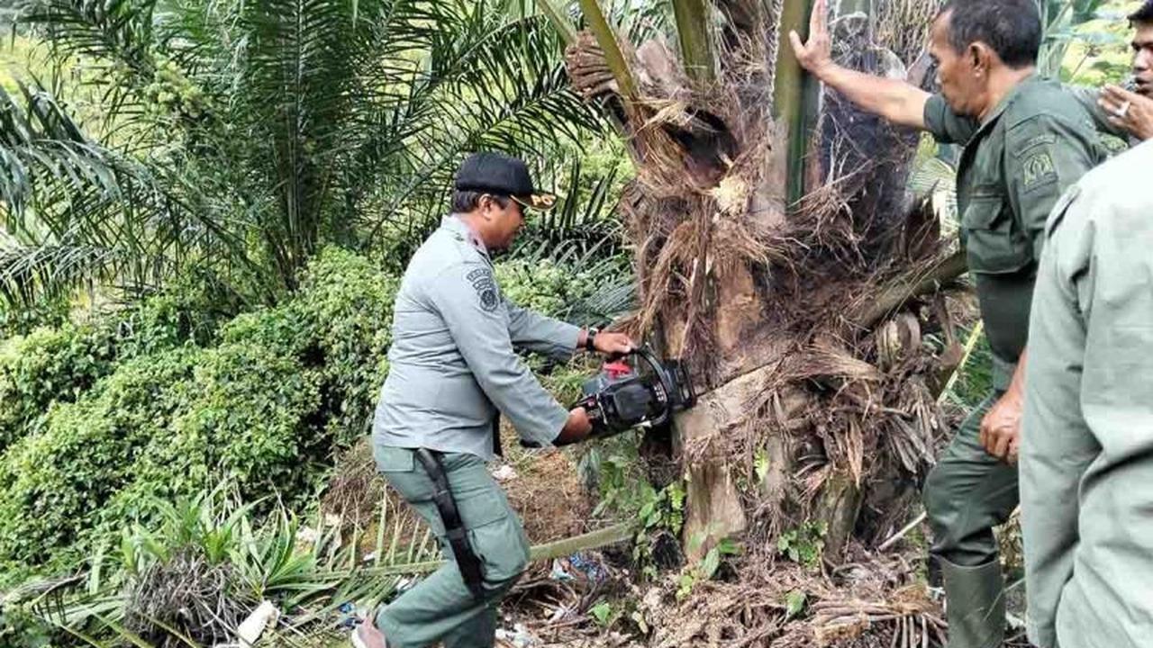 Tim Gabungan Tertibkan 18,5 Hektare Sawit Ilegal di Hutan Aceh Barat Daya