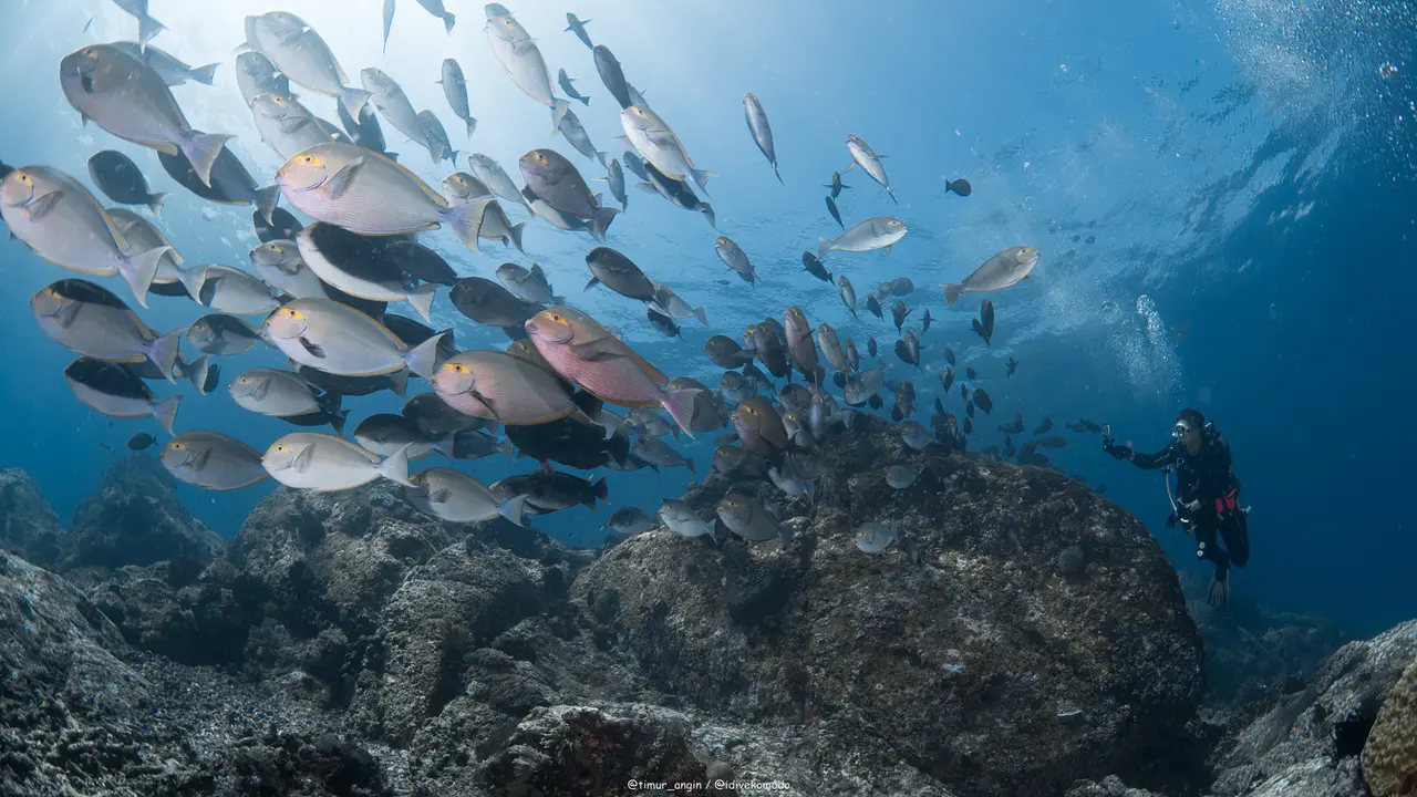 Menyelami Keindahan Bawah Laut Indonesia Lewat Wisata Selam