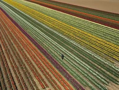 Pemandangan udara menunjukkan ladang tulip dekat Grevenbroich, Jerman barat, pada 23 April 2021. Memasuki bulan April menandai waktu bagi bunga-bunga untuk bermekaran di negara empat musim seperti Jerman. (INA FASSBENDER / AFP)