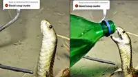 Beri air minum ke ular kobra (Sumber: TikTok/@awatanation)