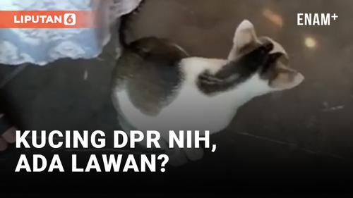 VIDEO: DPR Penuh Kucing Liar, Netizen: Pembasmi Tikus