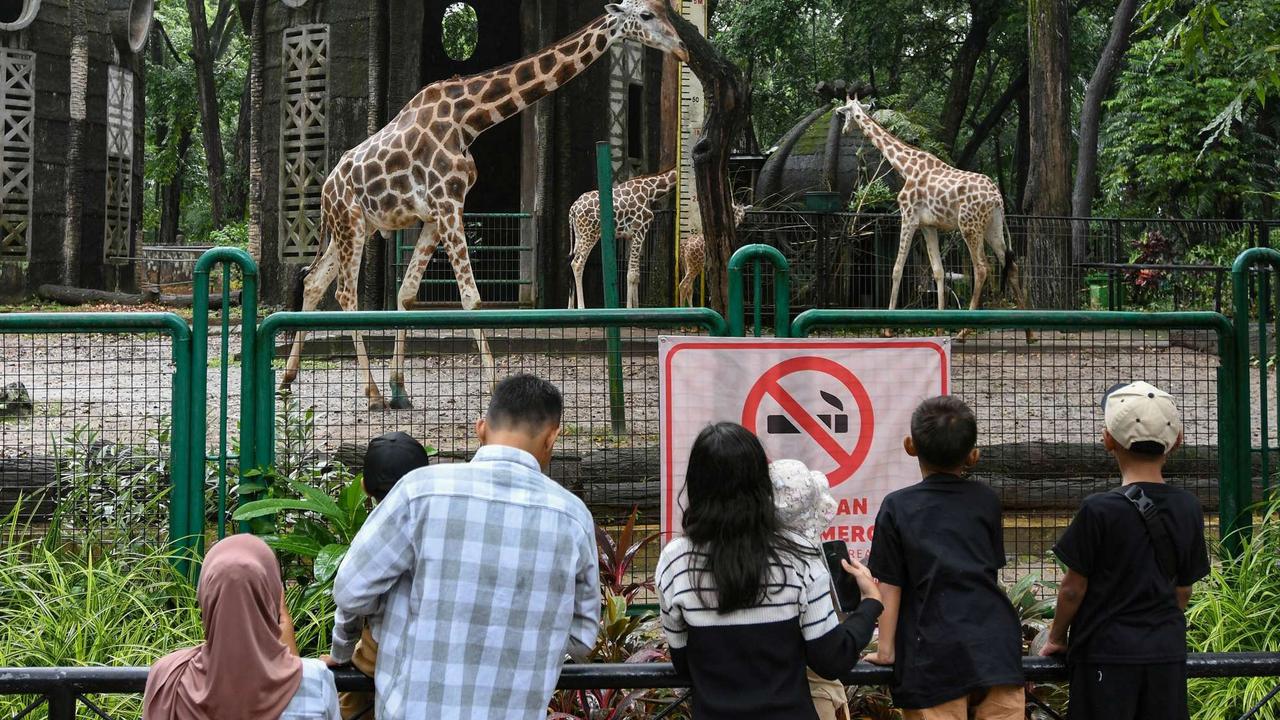 Ragunan Dibanjiri Puluhan Ribu Pengunjung di Hari Kedua Lebaran