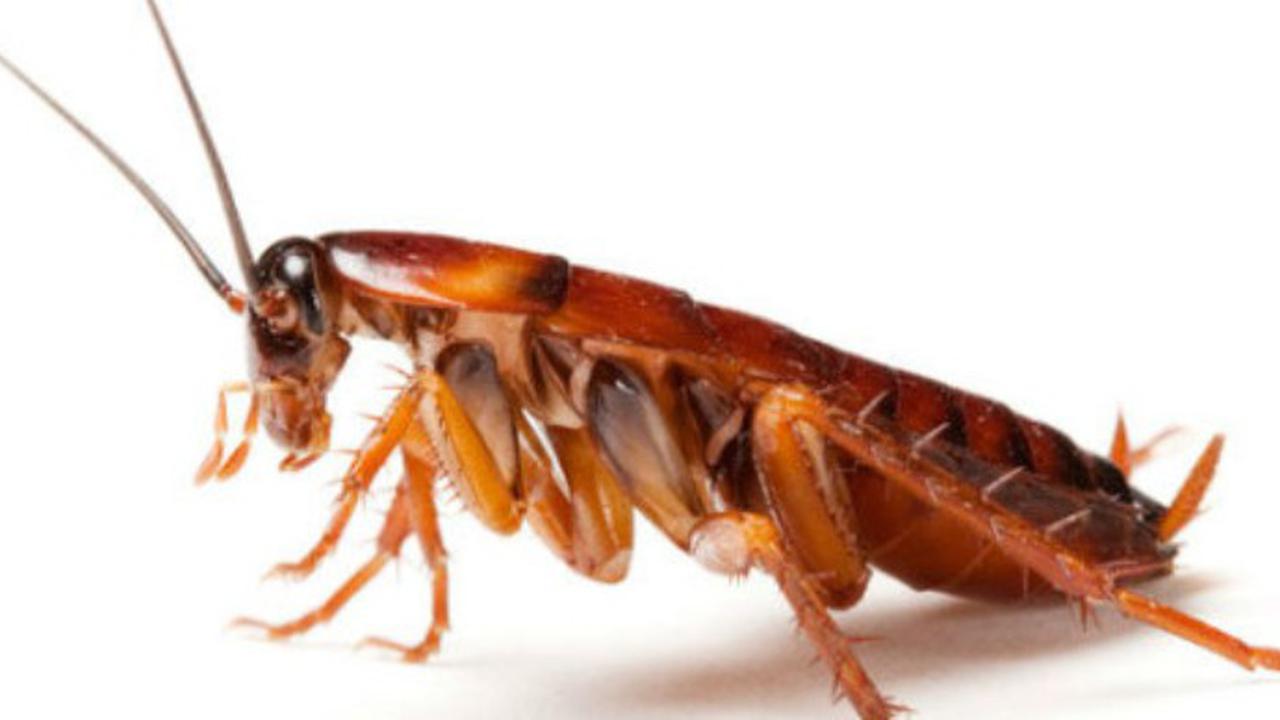 Solusi Cerdas Bunuh Kecoa yang Berkeliaran di Rumah