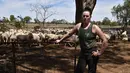 Emma Billet berpose dengan latar belakang kumpulan domba di tempat pemotong bulu domba di New South Wales, Australia (21/2). Dalam sehari Emma dapat mencukur bulu domba sebanyak 120 ekor. (AFP/Peter Parks)