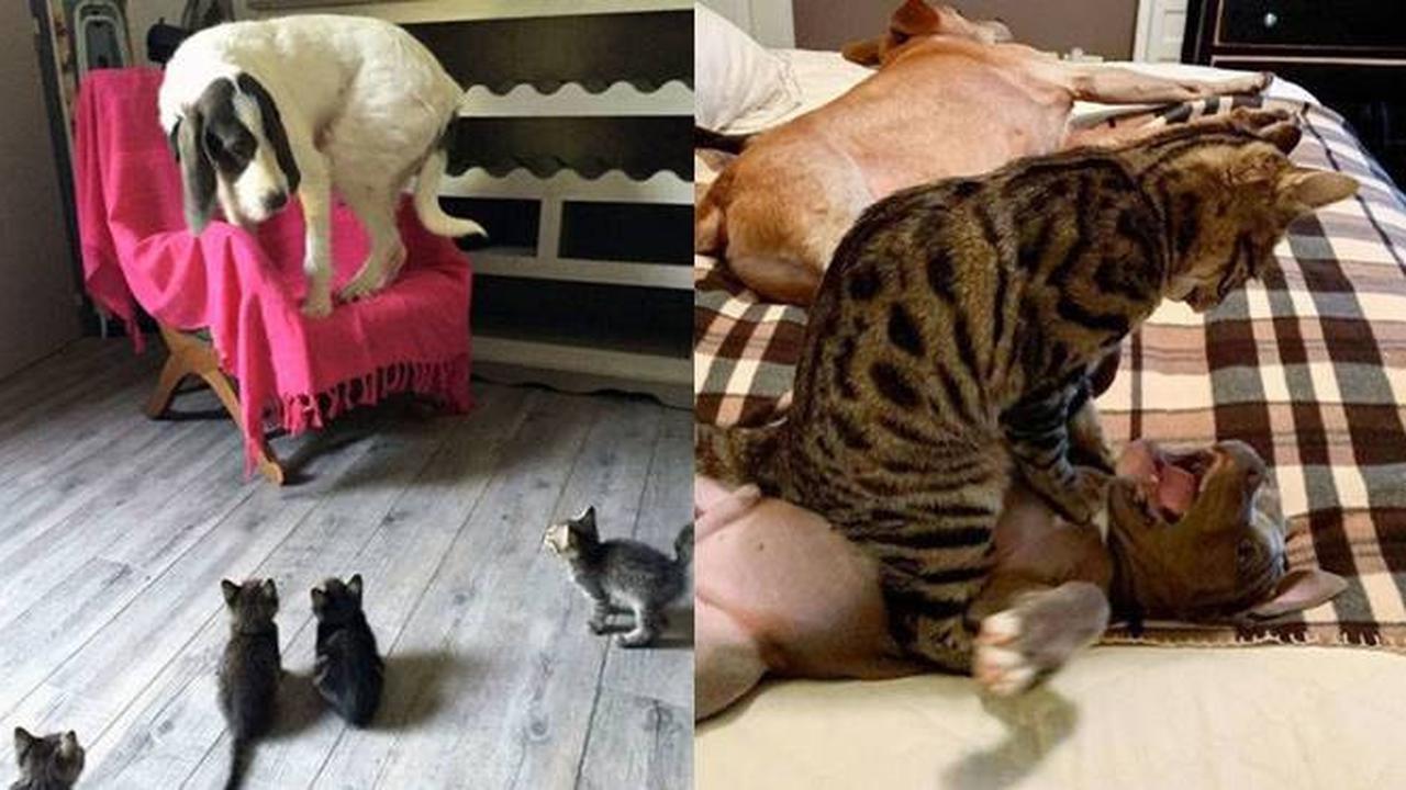 7 Potret Lucu Kucing saat Berkelahi dengan Anjing Ini Kocak