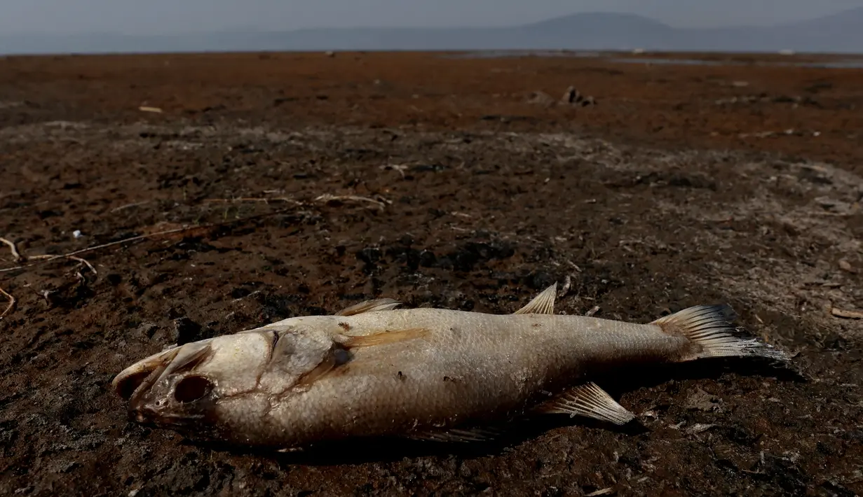 Cekungan Danau Chapala berasal dari Jalisco dan berbatasan dengan Michoacan, sehingga mempengaruhi nelayan dari kedua komunitas. (Ulises Ruiz / AFP)