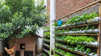 8 Cara Menata Ternak Ayam Kampung dan Kebun Vertikal di Halaman Sempit, Urban Farming Produktif