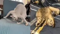 6 Potret Kucing Banyak Tingkah Ini Lucu, Terlalu Atraktif (IG/shouldhavecat)