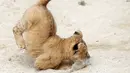 Seekor dari bayi singa berber (Panthera leo leo) melompat dalam kandang mereka di kebun binatang Dvur Kralove, Republik Ceko, Senin (8/7/2019). Dua bayi singa jantan dan betina yang belum mempunyai nama tersebut lahir pada 10 Mei lalu. (AP/Petr David Josek)