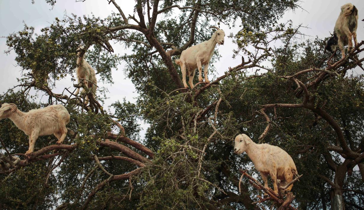 Kambing pemanjat pohon memakan Argania Spinosa, yang dikenal sebagai pohon Argan, di Essaouira, Maroko, Rabu (4/4). Setiap tahun, Argan memasuki musim berbuah sekitar bulan Juli dan sekawanan kambing akan langsung menyerbu pohon Argan (AP/Mosa'ab Elshamy)