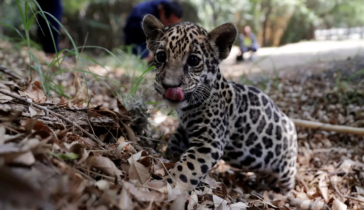Seekor anak jaguar terlihat selama tur media di Kebun Binatang Altiplano di Tlaxcala dekat Mexico City, Meksiko, pada 24 Mei 2019. Populasi jaguar di alam liar terus menurun dan berstatus terancam punah di masa depan. (REUTERS/Henry Romero)
