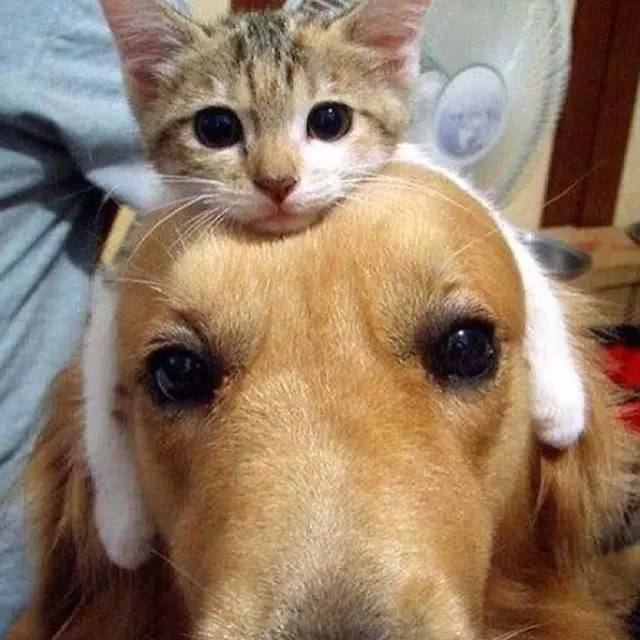 6 Tingkah Kucing di Atas Kepala Ini Bikin Elus Dada, Latih Kesabaran