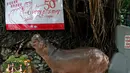 Seekor kuda nil betina bernama Mali merayakan ulang tahun ke-50 di Kebun Binatang Dusit, Bangkok, Thailand, Jumat (23/9). (REUTERS / Chaiwat Subprasom)