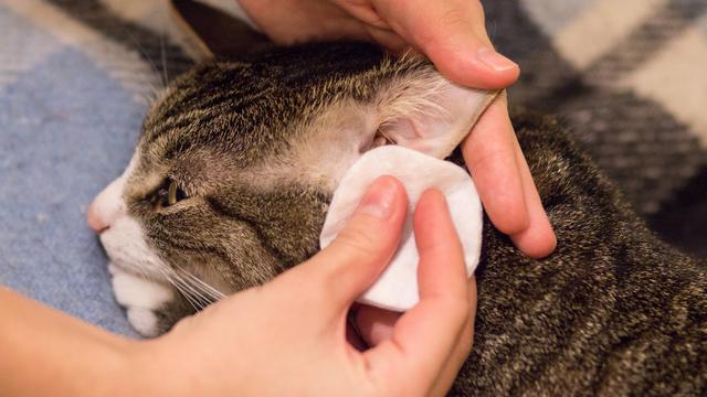 Ilustrasi membersihkan telinga kucing