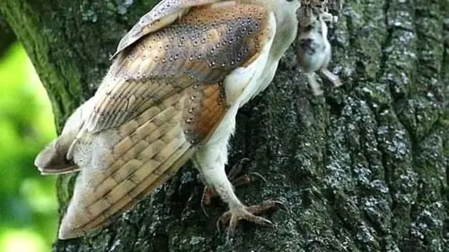 Burung Hantu dan petani di Aceh