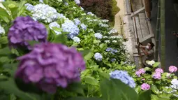 Seorang pria dengan mengenakan masker mengambil gambar bunga hydrangea yang mekar penuh di kuil Hasedera di Kamakura, dekat Tokyo pada Senin (15/6/2020). Karena ada banyak bunga hydrangea yang mekar di sini, kuil ini pun dijuluki sebagai kuil hydrangea. (AP Photo/Koji Sasahara)