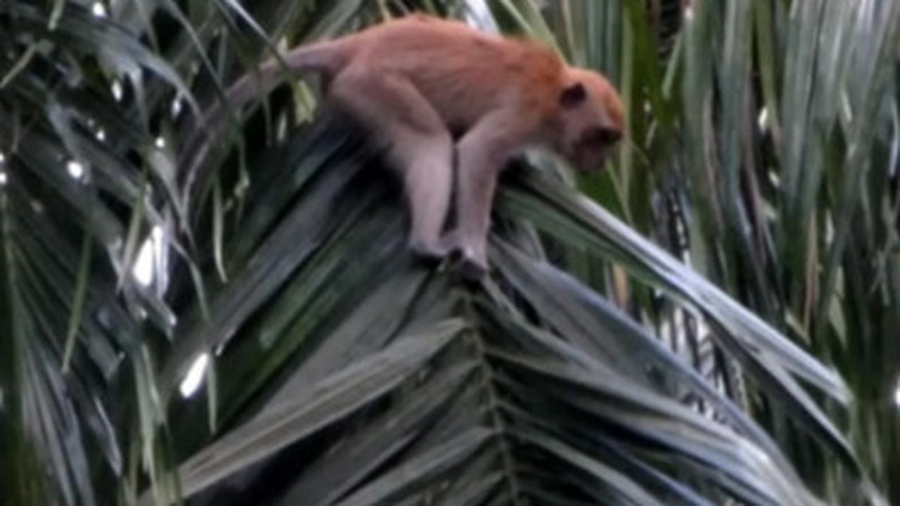 pemburu monyet