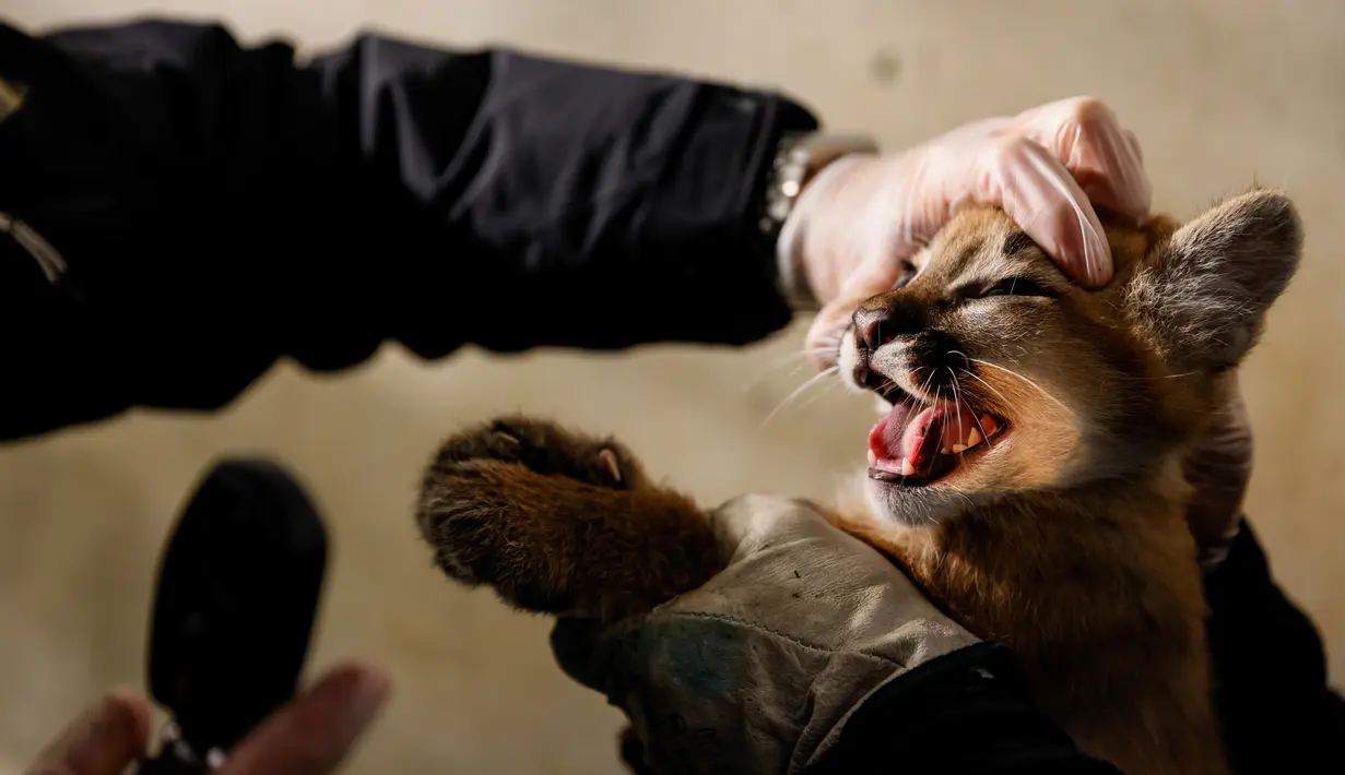 Seorang dokter hewan memeriksa bayi puma berusia satu setengah bulan bernama Emy terlihat di kandangnya di Zoo de Vincennes, dekat Paris pada Selasa (13/10/2020). Emy merupakan puma pertama yang lahir di Zoo de Vincennes pada 21 Agustus lalu. (Thomas SAMSON / AFP)