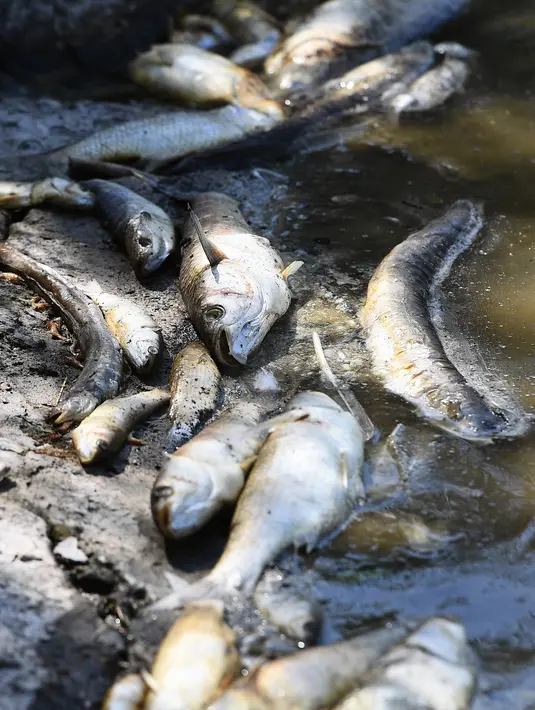 Sejumlah ikan mati mengambang di Laguna Etang de Berre, dekat Marseille, Prancis (1/7/2019). Gelombang panas selama sepekan di laguna menyebabkan penurunan kadar oksigen yang mengakibatkan kematian beberapa ton ikan. (AFP Photo/Boris Horvat)
