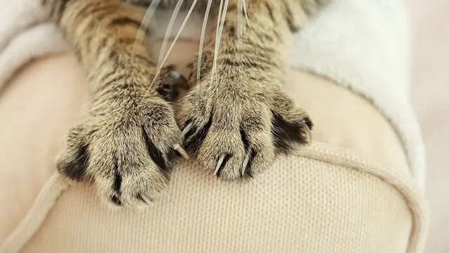 Rumah Ramah Kucing   