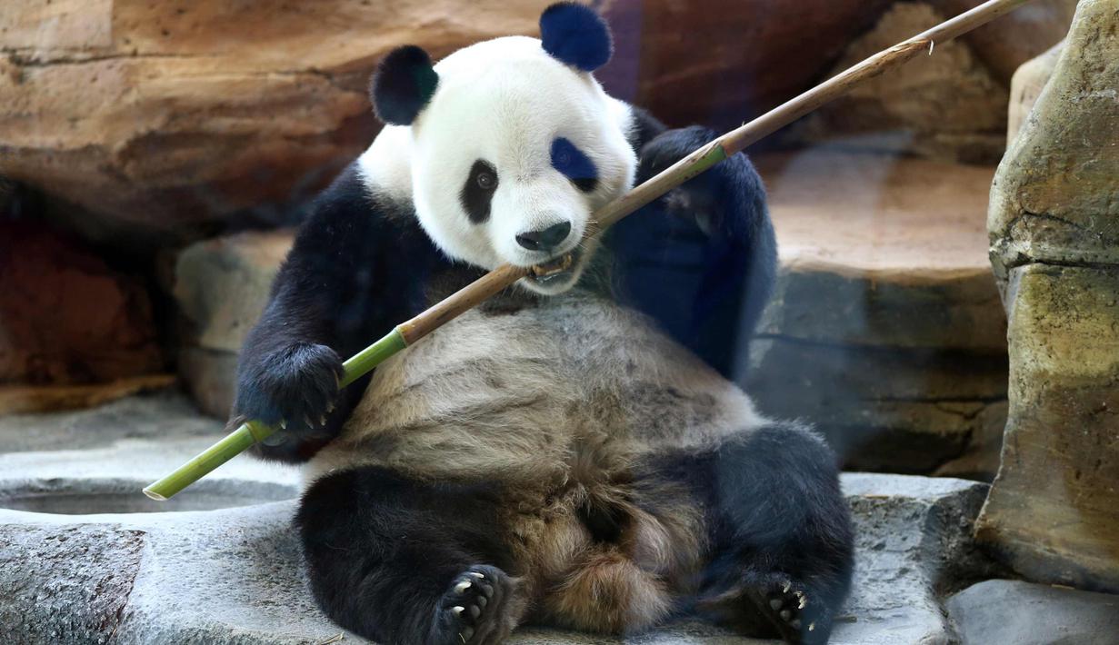 Panda asal China bernama Cai Tao memakan bambu di kebun binatang Taman Safari Indonesia di Bogor, Jawa Barat, (1/11). Kedua panda asal China Cai Tao dan Hu Chun dipinjamkan untuk pengembangbiakan di Indonesia. (AP Photo / Achmad Ibrahim)
