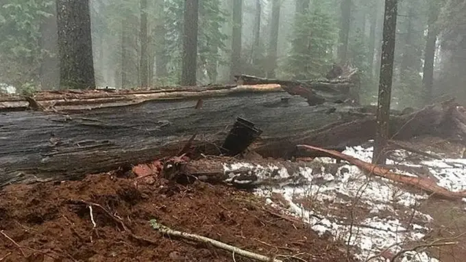 Hujan Badai Robohkan Pohon Raksasa di California