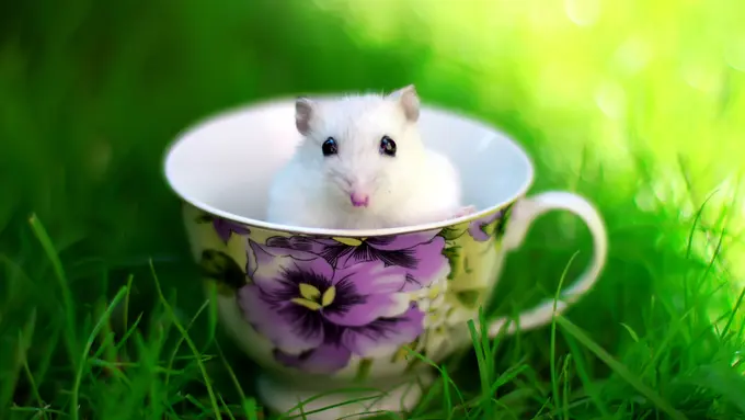 [Bintang] Tikus-Tikus yang Imutnya Kebangetan