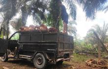 Wamentan Bongkar 139 Pabrik yang Beli Sawit di Bawah Harga Acuan