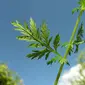 Artemesia annua sebagai obat anti malaria, yang memang telah digunakan masyarakat Tiongkok berabad-abad lalu. (Foto: dbiodbs.univ.trieste.it)