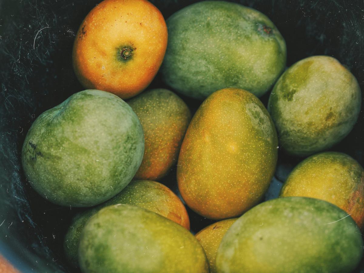 Ilustrasi Memanen Mangga/Photo by Kaysha on Unsplash