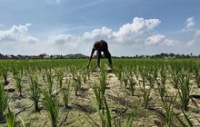 BMKG Ungkap Prakiraan Musim Hujan Lampung 2026/2027