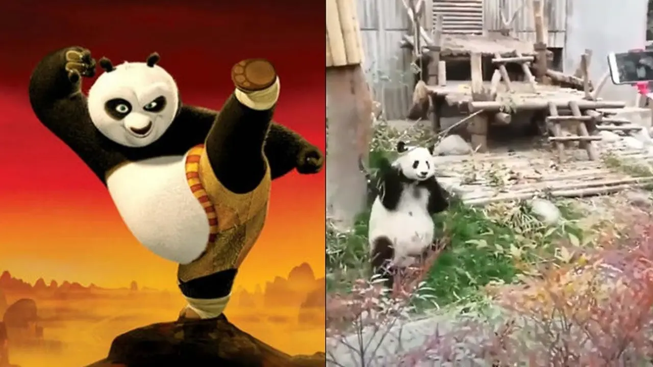 Aksi Panda Seperti dalam Film Kungfu Panda Ini Benar-benar Ada, Amazing