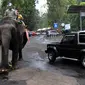 Pengunjung berkeliling dengan gajah di Taman Safari Indonesia (TSI) di Cisarua, Bogor, Kamis (20/5/2021). Walaupun libur lebaran sudah berakhir wiasatawan masih memadati kawasan TSI Bogor dengan menerapkan protokol kesehatan dan membatasi pengunjung hingga 50 persen.
(merdeka.com/ Arie Basuki)