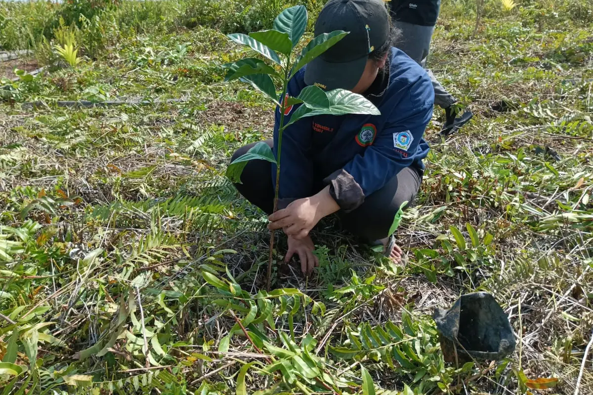 Pemulihan lahan gambut di kawasan hutan produksi. (Liputan6.com/ ist)