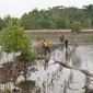 Pensiun dari Kapolri, Idham Aziz merevitalisasi lahan bekas tambak menjadi kebun mangrove di Kabupaten Konawe.(Liputan6.com/Ahmad Akbar Fua)