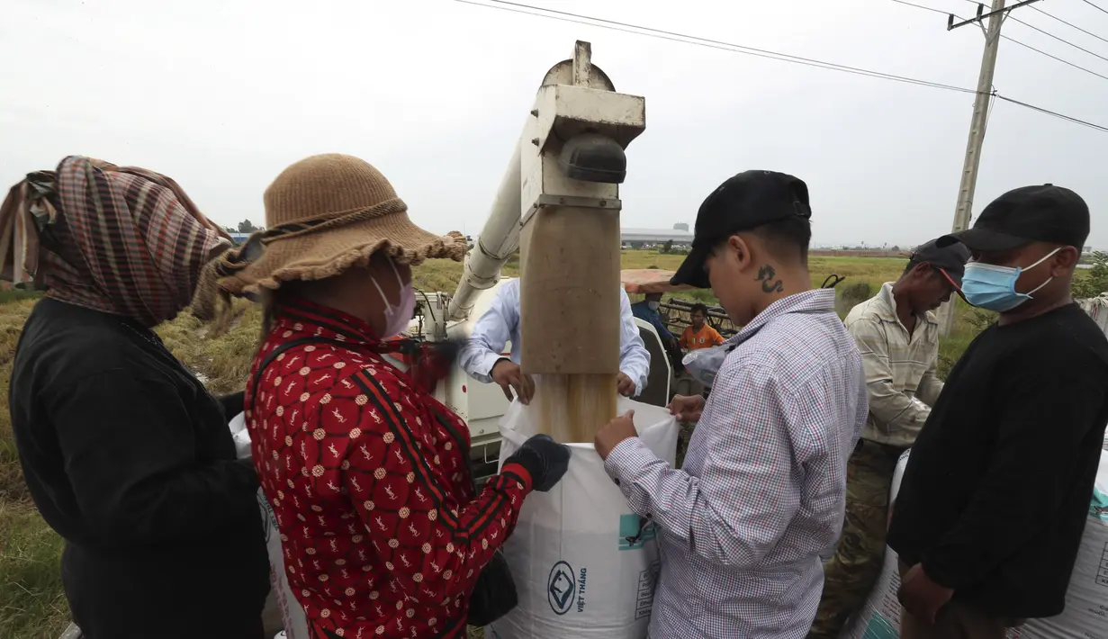 Petani mengisi karung dengan beras dari mesin perontok saat musim panen padi di desa Samroang Tiev, di luar Phnom Penh, Kamboja, Rabu (27/10/2021). Warga Kamboja mulai memanen padi di akhir musim hujan. (AP Photo/Heng Sinith)